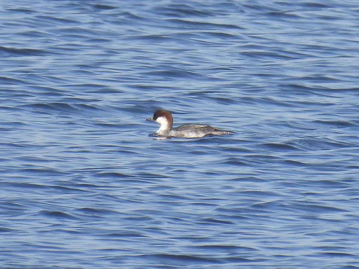 Frank Ryan tweet media