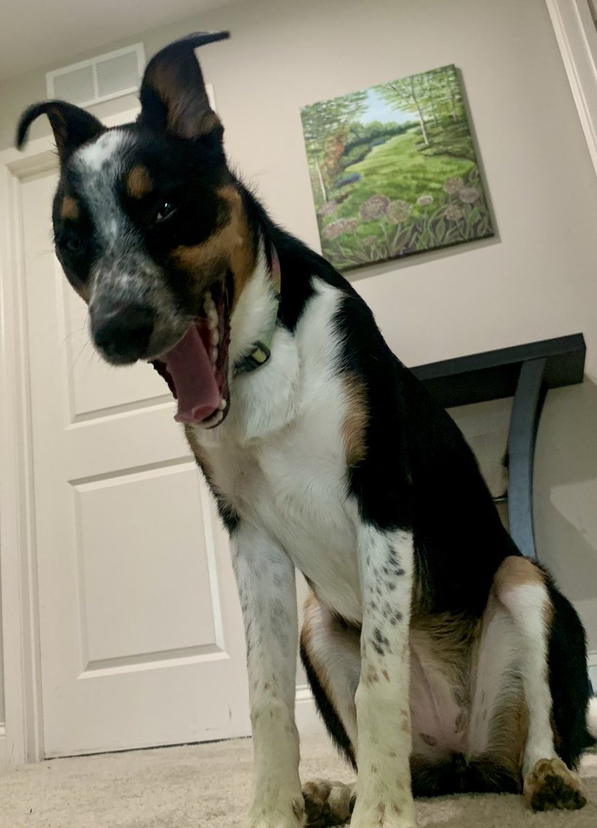 Maylee the Rescue Pup tweet media