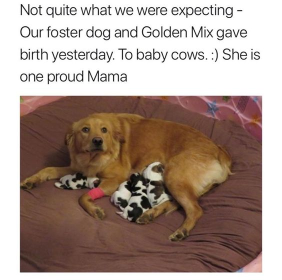 WholesomeMemes tweet media