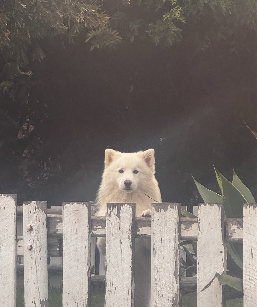 𝐏𝐒𝐘𝐂𝐇𝐎 𝐆𝐔𝐌𝐌𝐘 𝜗𝜚 tweet media