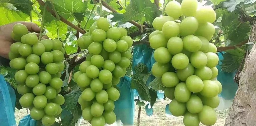 shubha raniga tweet media