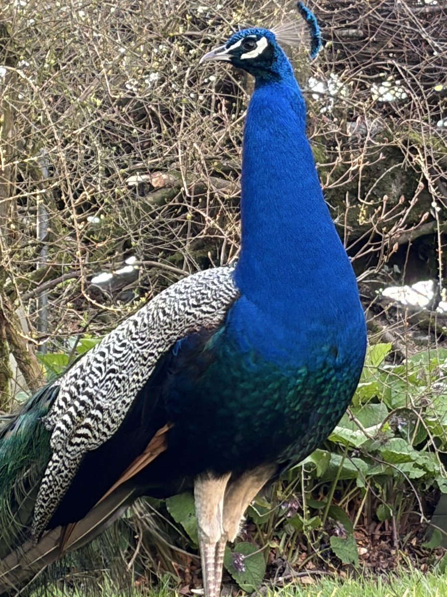 Elena de la Quintaine tweet media