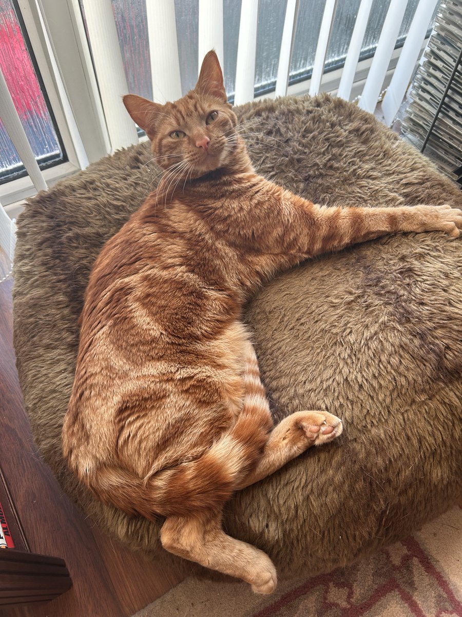 D.V. Catt tweet media