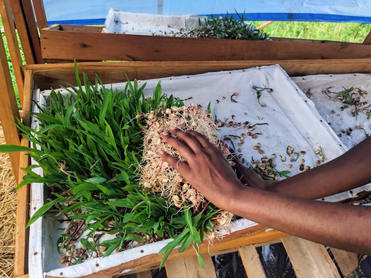 MupoleOsca19127's tweet photo. Quality feeds , more nourished in protein and carbohydrates #hydroponicfodder contact us to get more https://t.co/TQM0D9jnx4