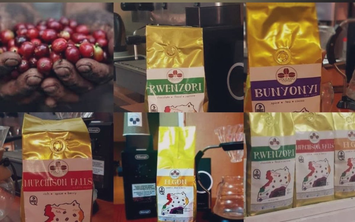 GKatabazi's tweet photo. The Global Coffee Market is Changing fast
Coffee is no longer just a daily beverage.

 It has become a product shaped by quality, traceability, and origin stories.
In recent years, the market has been shifting buyers are demanding more transparency from crop to cup

Specialty coffee movements it’s self is growing faster than ever
Origin countries like, Uganda, Colombia, Rwanda, Costa Rica, Vietnam and Ethiopia are gaining more global attention
Consistency and quality are becoming key competitive factors

☕ Ethiopia, as the birthplace of arabica coffee and Uganda the right birthplace of robusta coffee continues to stand out with unique diverse flavor profiles and unique processing methods. 

Regions like Jimma and Wollega in Ethiopia and Elgon, Rwenzori in Uganda offers coffees that are not only rich in taste, but also in cup story.

global buyers are becoming more selective these days they are looking beyond price and focusing on long-term value

The future of coffee will belong to those who can combine: 
✔ Quality
✔ Reliability
✔ Transparency
Coffee is no longer just traded—it is experienced and therefore @volcanocoffee1 it’s Responsibly Sourced 👇🏾