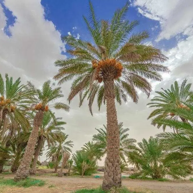 توفيق السيف tweet media