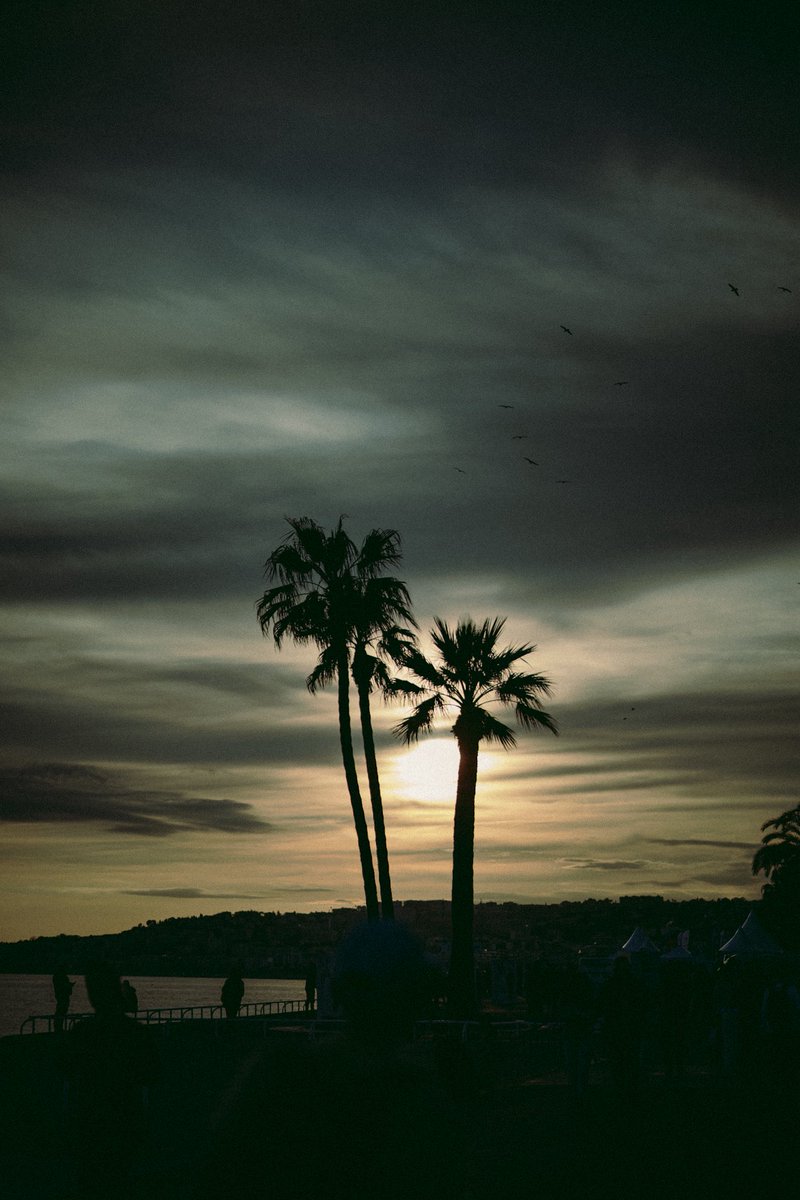 Miami Rize ♪ tweet media