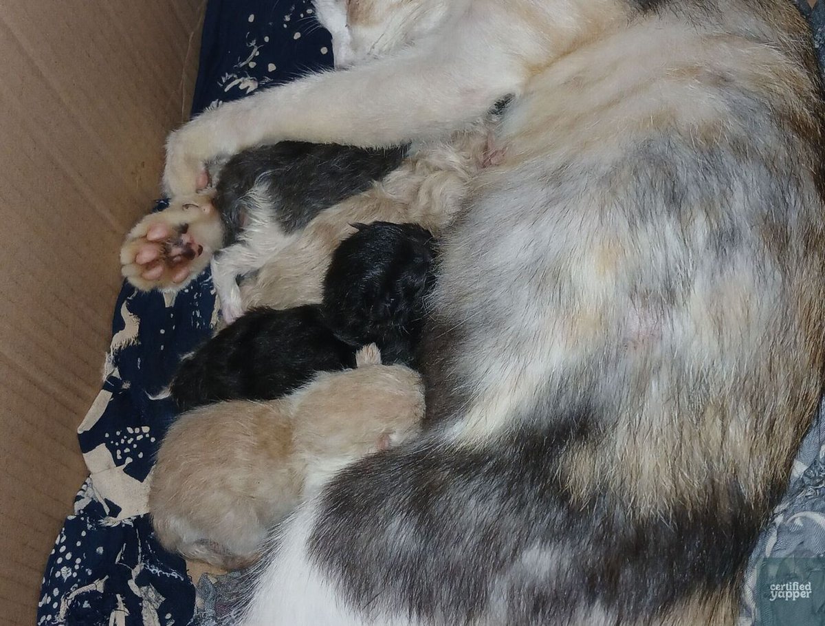 Certified Yapper tweet media