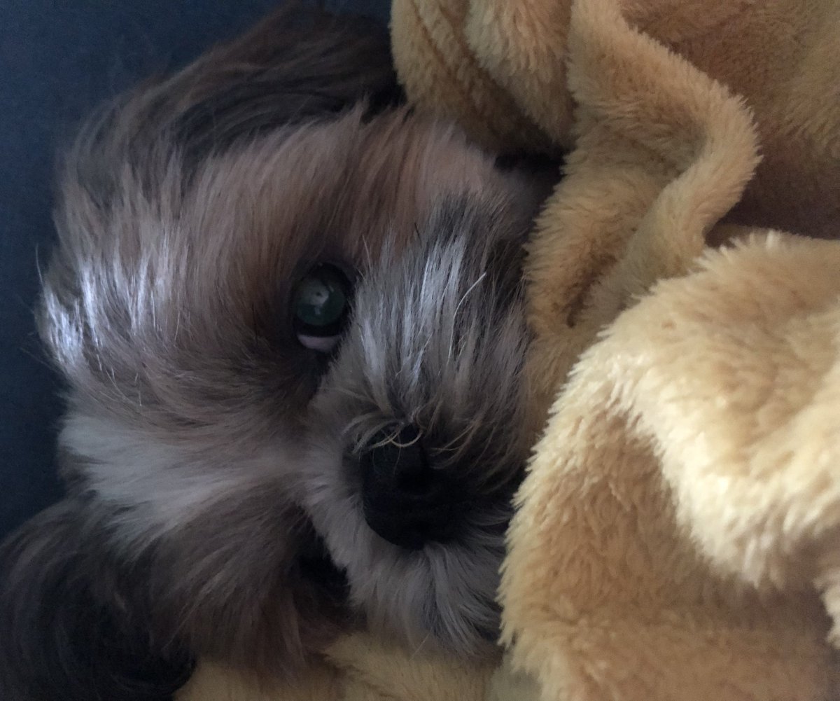 Arwen sparrow 🏴‍☠️ tweet media