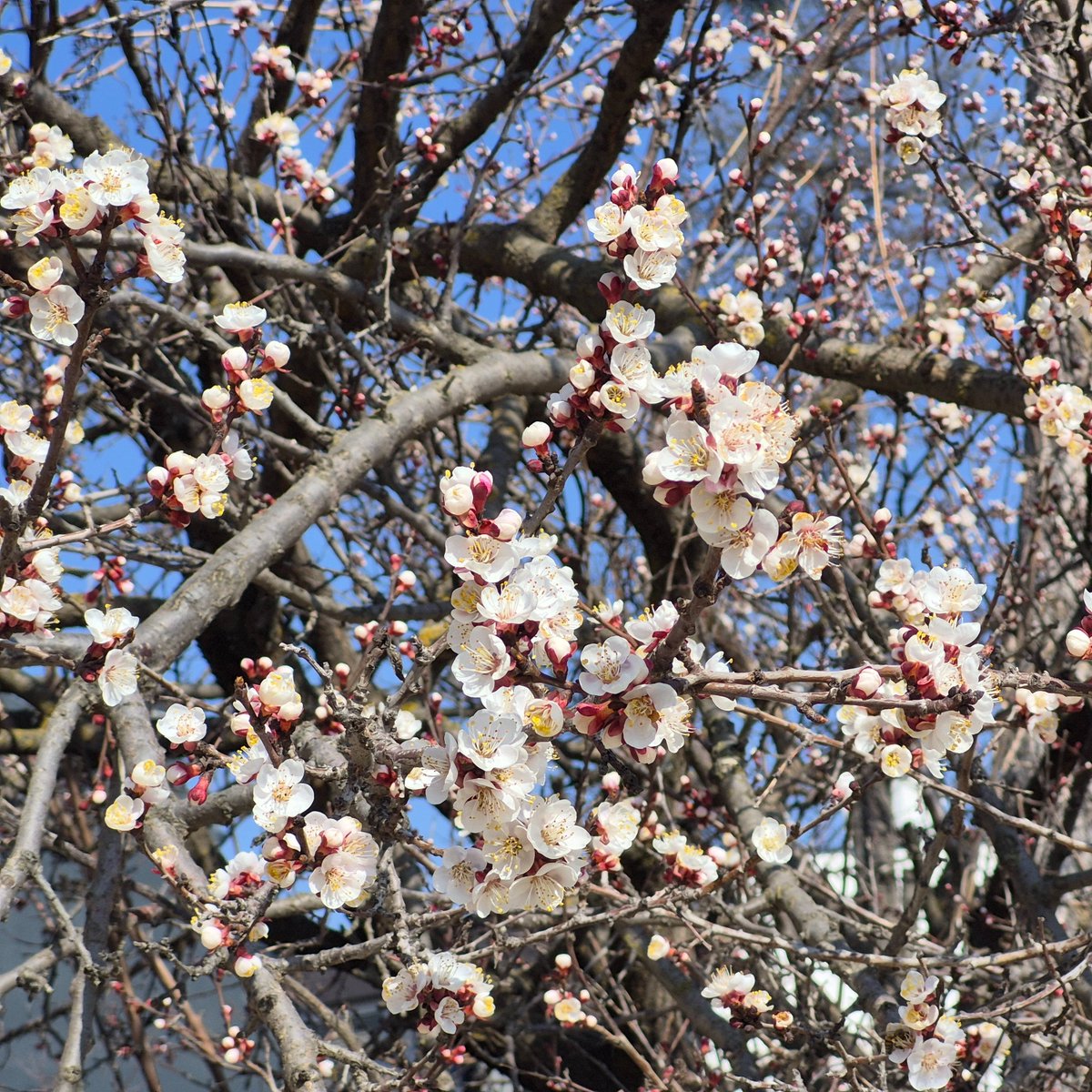Boşuna Tıklama tweet media