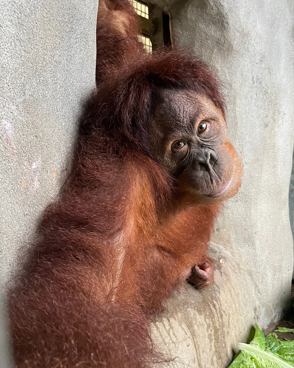 Memphis Zoo tweet media