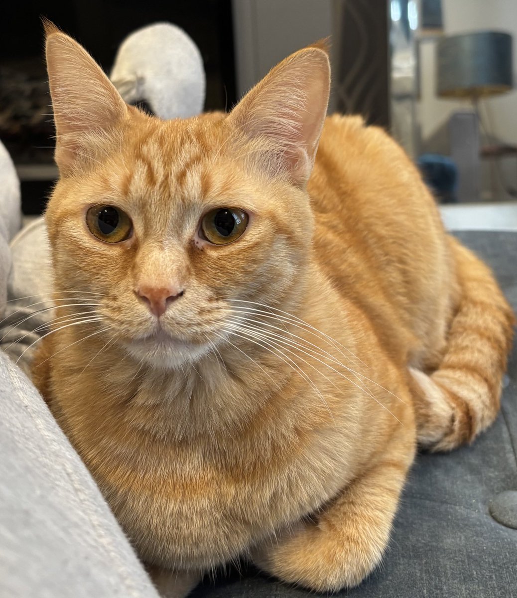 Raffaella ❄️🏳️‍🌈 tweet media