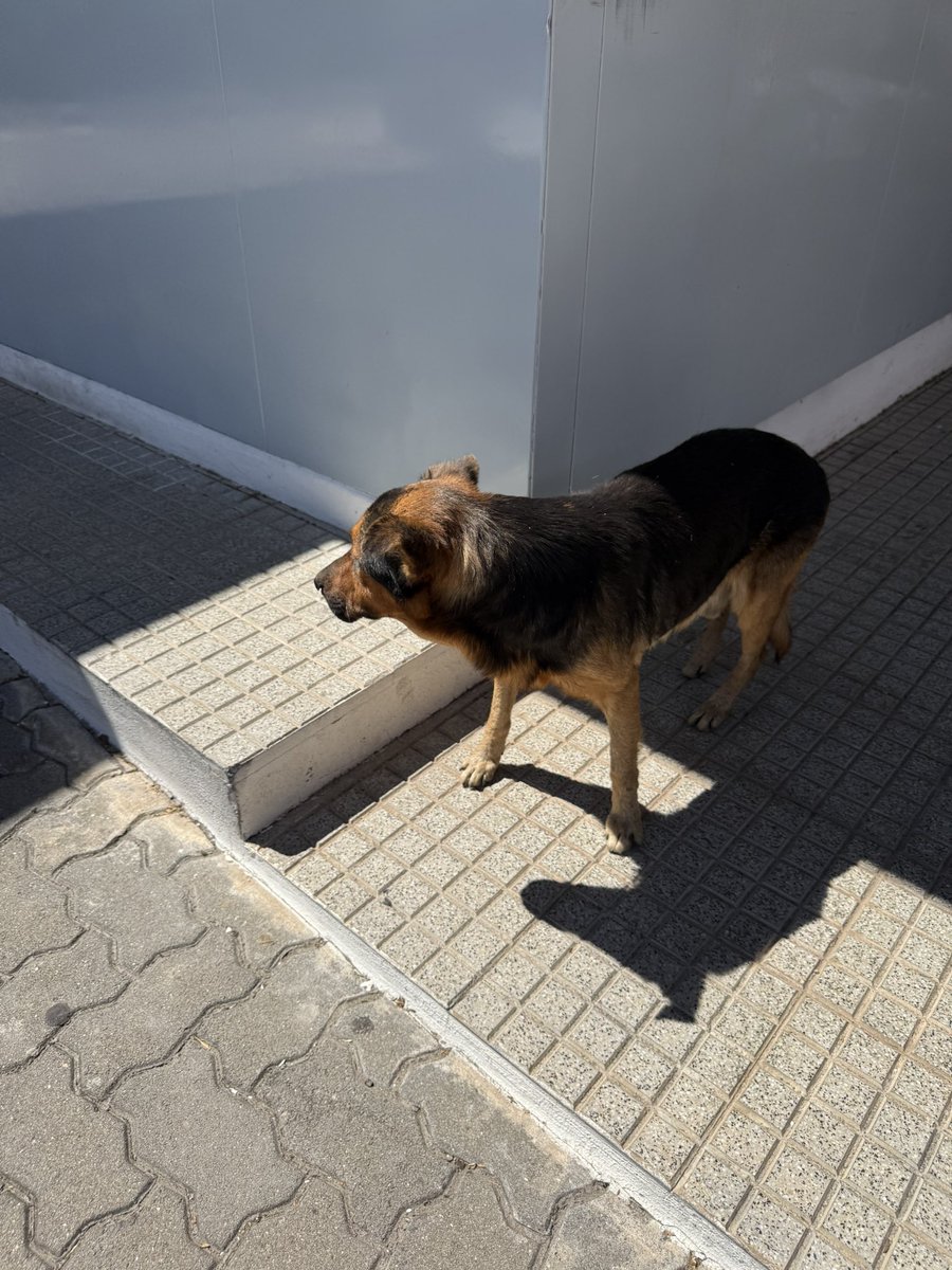 Federico Jelic tweet media