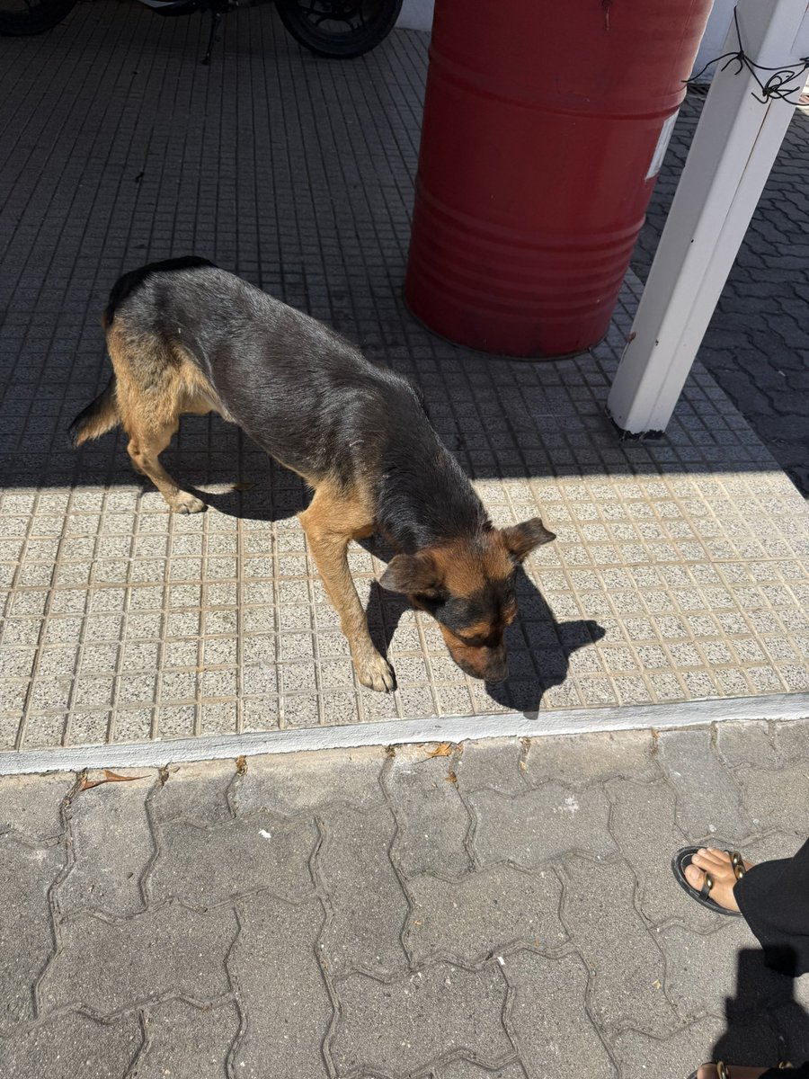 Federico Jelic tweet media