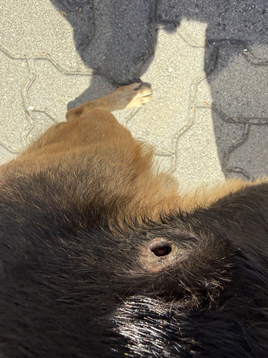 Federico Jelic tweet media