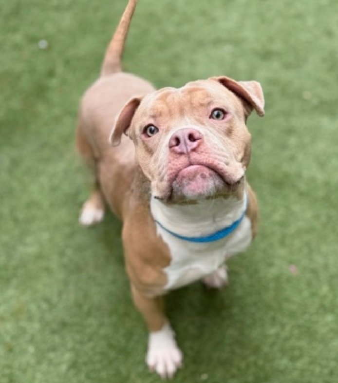 Morgan Fairchild's Dogs tweet media