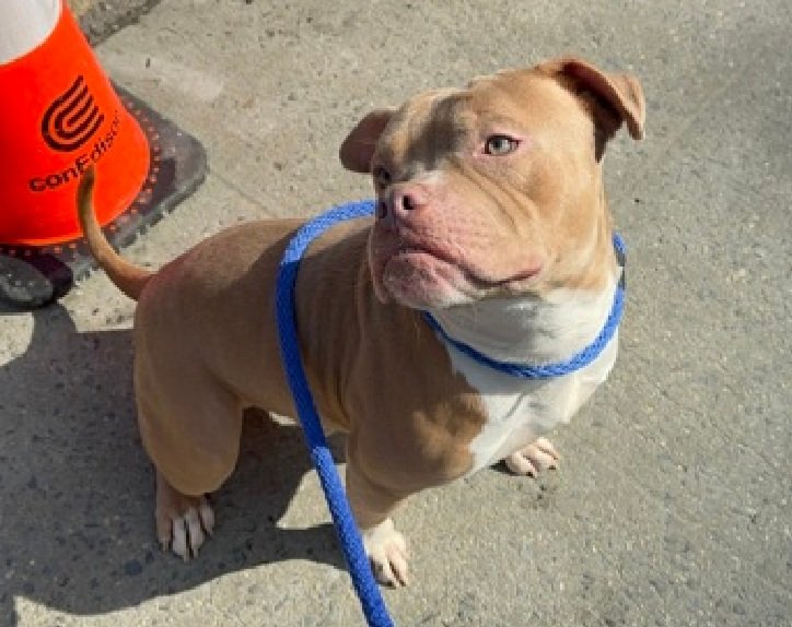 Morgan Fairchild's Dogs tweet media