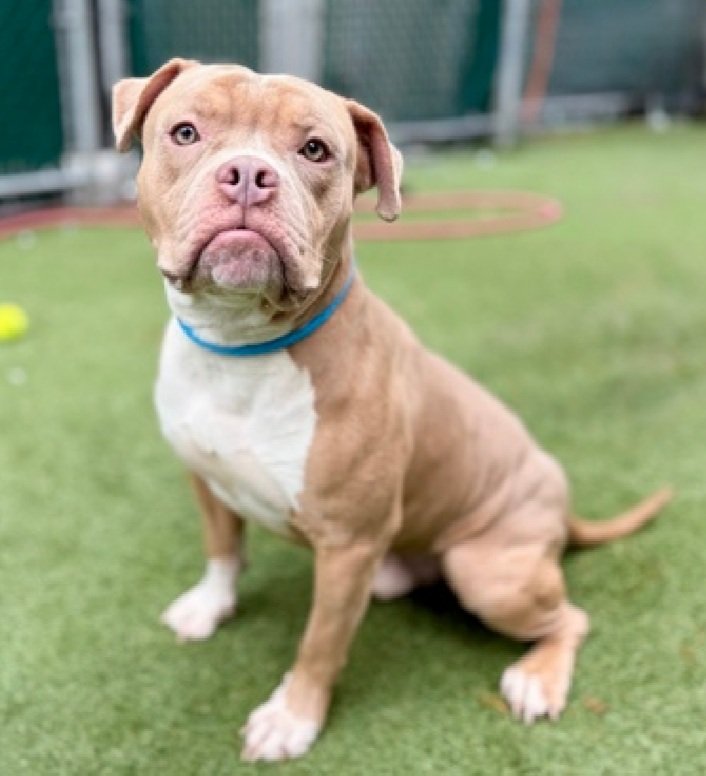 Morgan Fairchild's Dogs tweet media