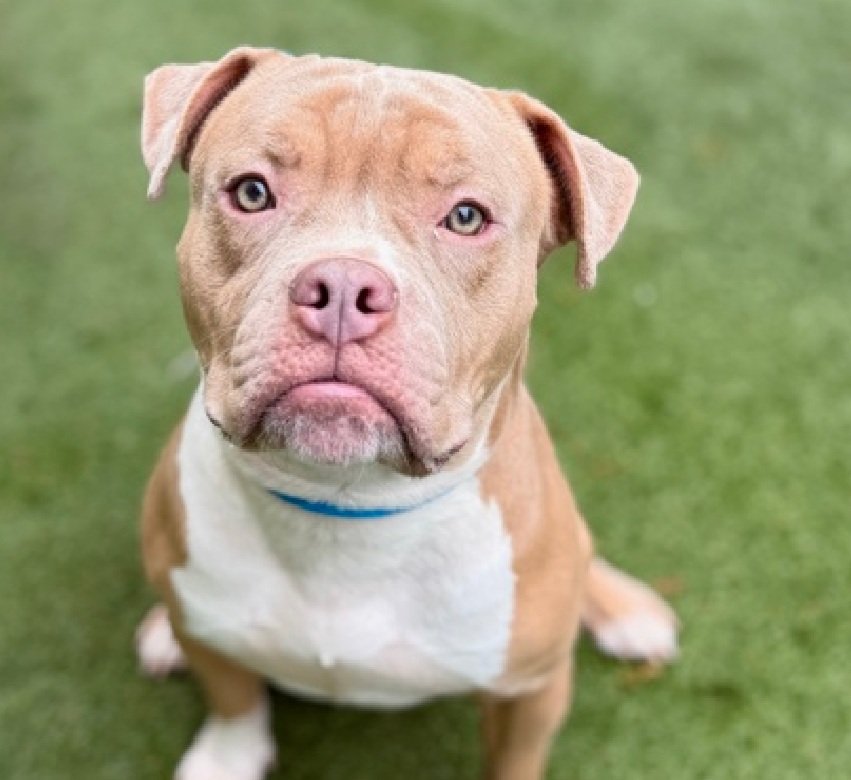 Morgan Fairchild's Dogs tweet media