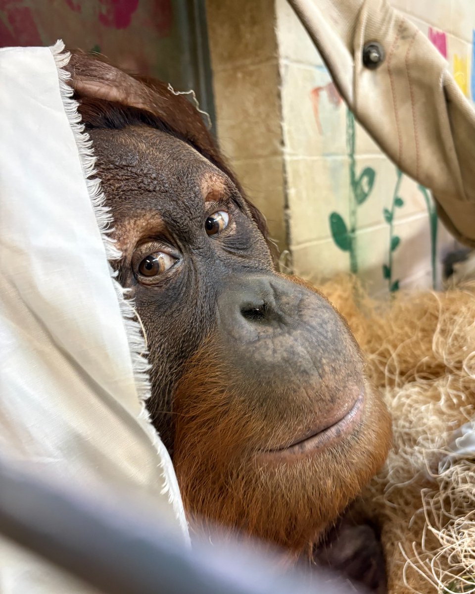 Memphis Zoo tweet media