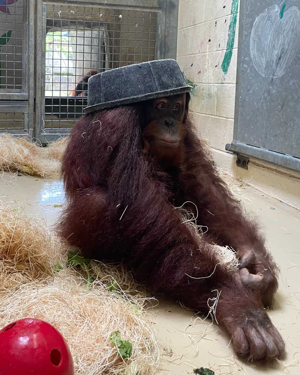 Memphis Zoo tweet media