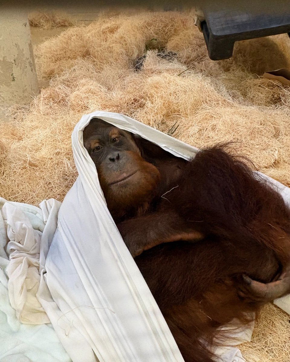 Memphis Zoo tweet media