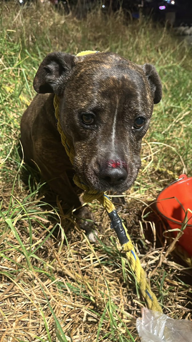 Casita Alegre.🐾 tweet media