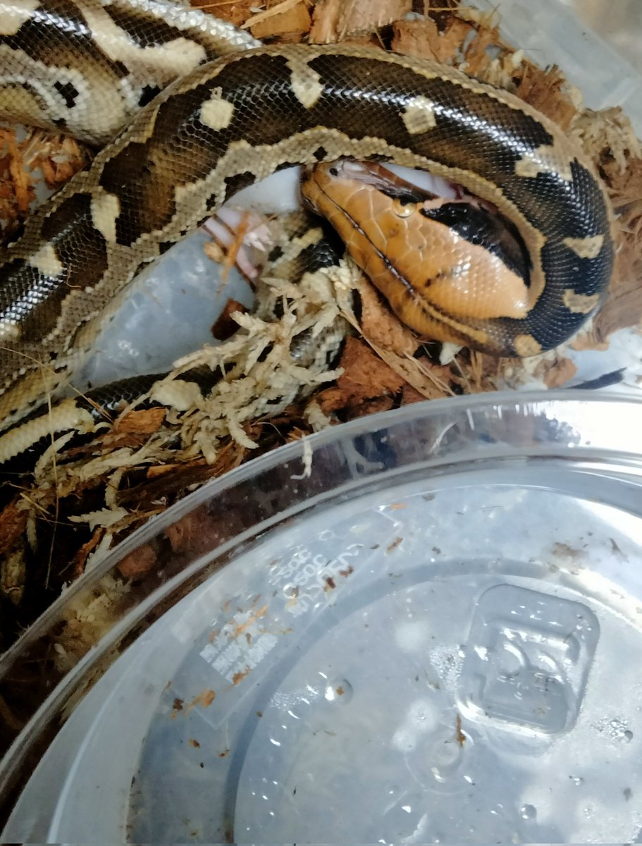 ダイスケ　生き物アカ tweet media