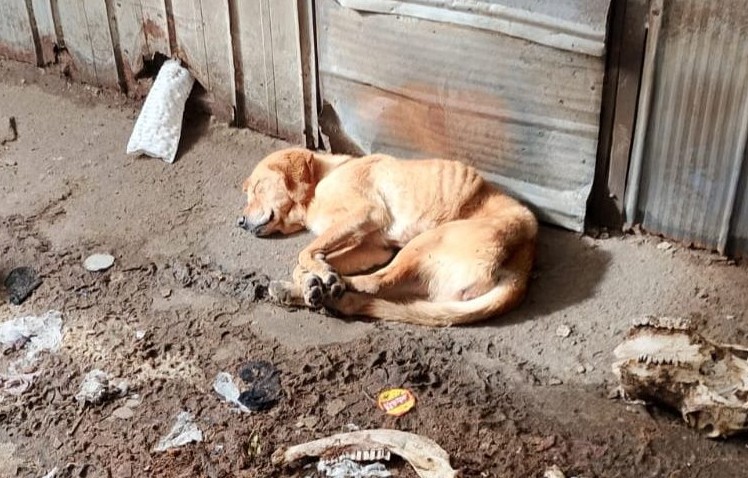 Necesitan, urgente, ayuda para esta perrita en extrema desnutrición. Por lo pronto requieren de un saco de alimento. Si deseas ayudar, con el monto que puedas, comunícate al +56954452580. Favor RT!
#Hualqui