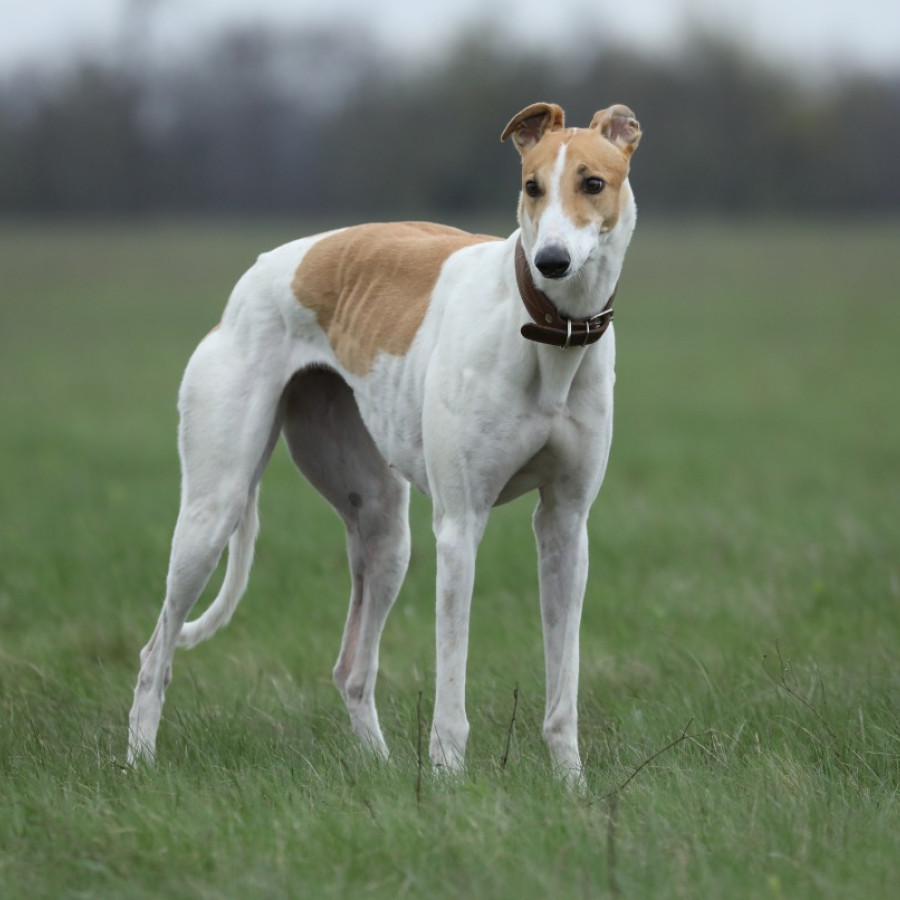 Ingólfur Ari tweet media