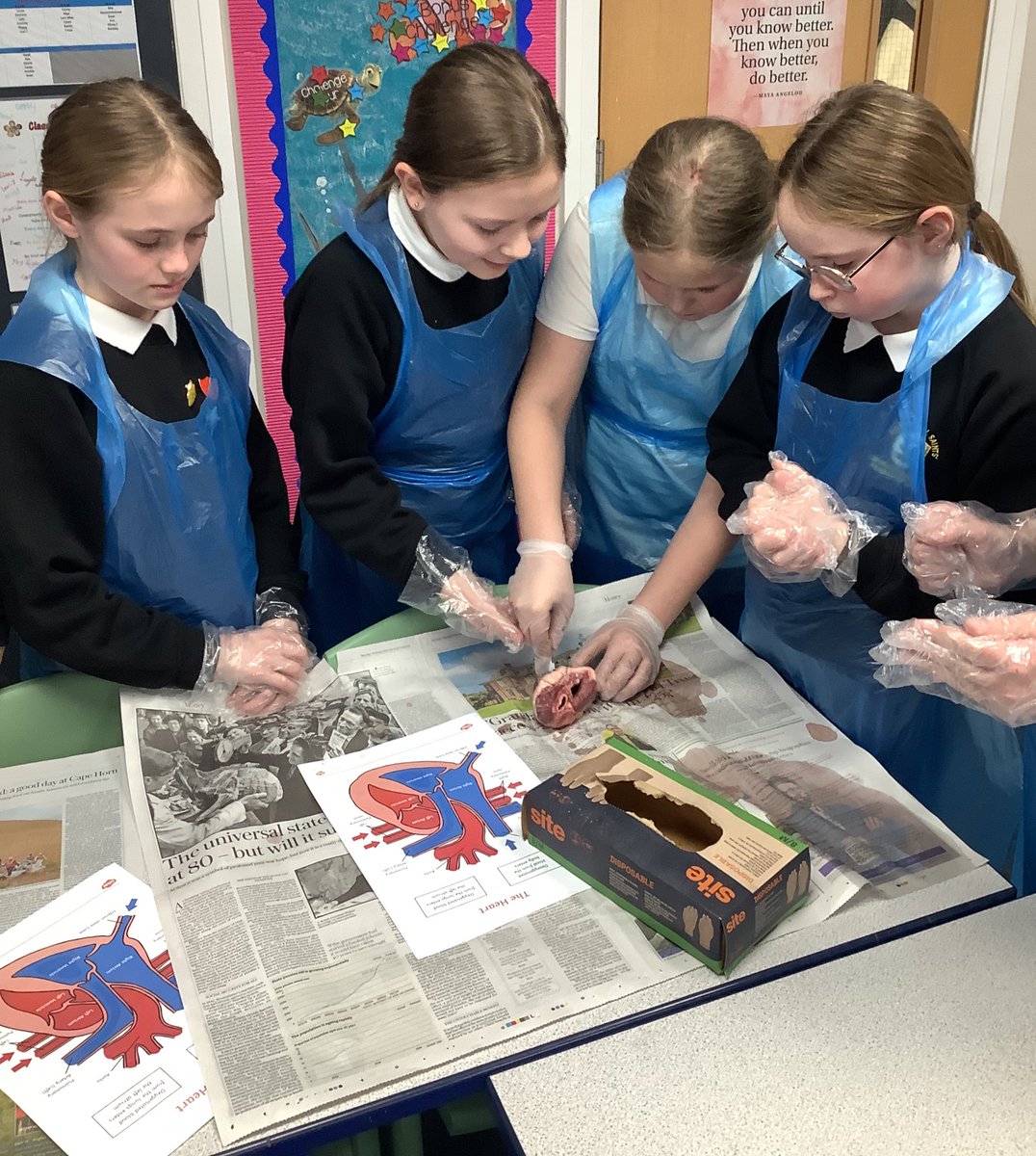 Year6HAS's tweet image. For British Science week, Year 6 dissected a real heart. We were extremely curious about how the heart pumps blood around our body! #BritishScienceWeek2026 #BSW26 #CuriosityinScience 👏🏽🤩🫀💡
