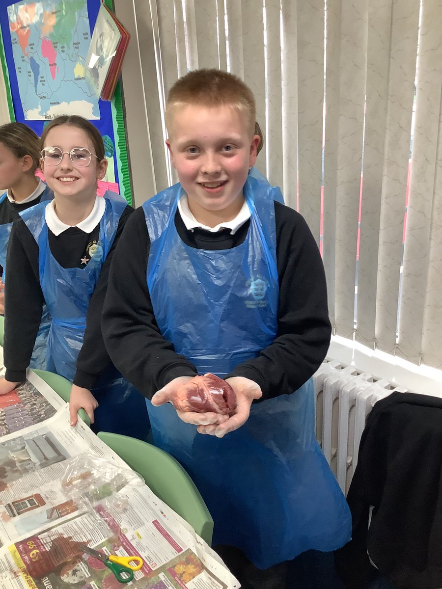 Year6HAS's tweet image. For British Science week, Year 6 dissected a real heart. We were extremely curious about how the heart pumps blood around our body! #BritishScienceWeek2026 #BSW26 #CuriosityinScience 👏🏽🤩🫀💡