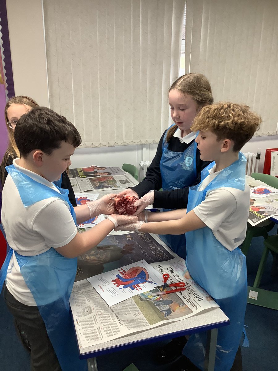 Year6HAS's tweet image. For British Science week, Year 6 dissected a real heart. We were extremely curious about how the heart pumps blood around our body! #BritishScienceWeek2026 #BSW26 #CuriosityinScience 👏🏽🤩🫀💡