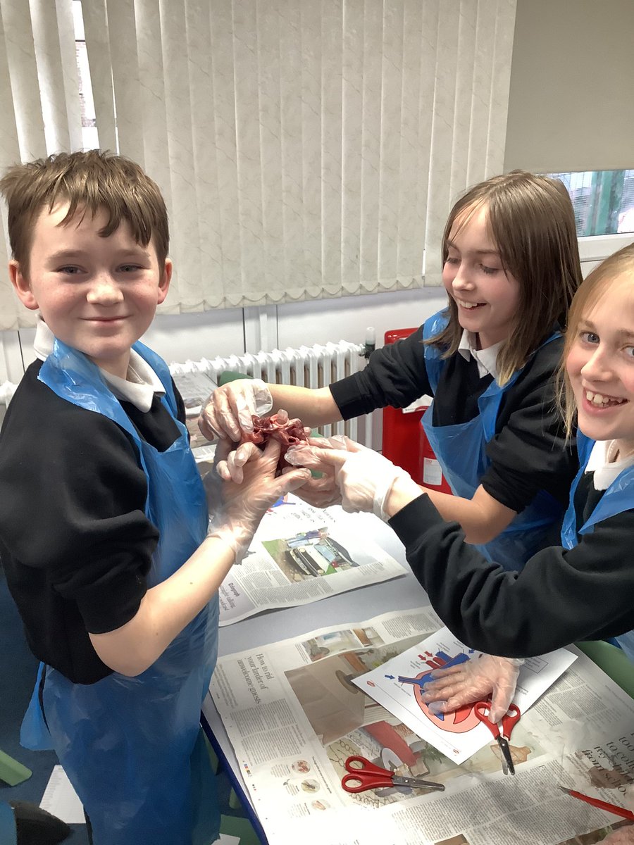 Year6HAS's tweet image. For British Science week, Year 6 dissected a real heart. We were extremely curious about how the heart pumps blood around our body! #BritishScienceWeek2026 #BSW26 #CuriosityinScience 👏🏽🤩🫀💡