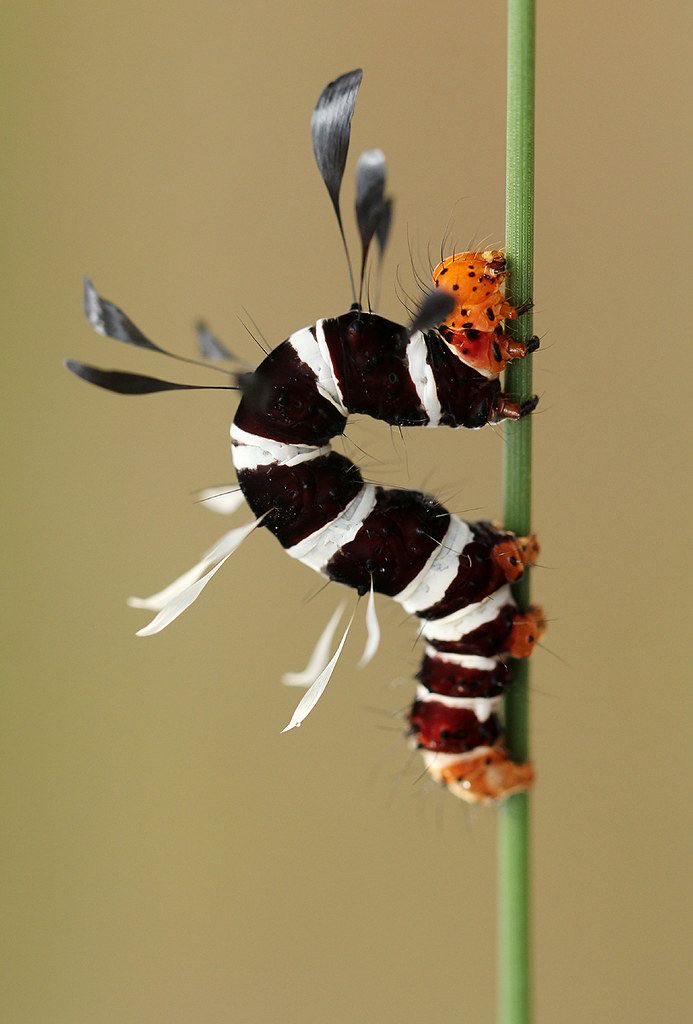 kamranmc tweet media