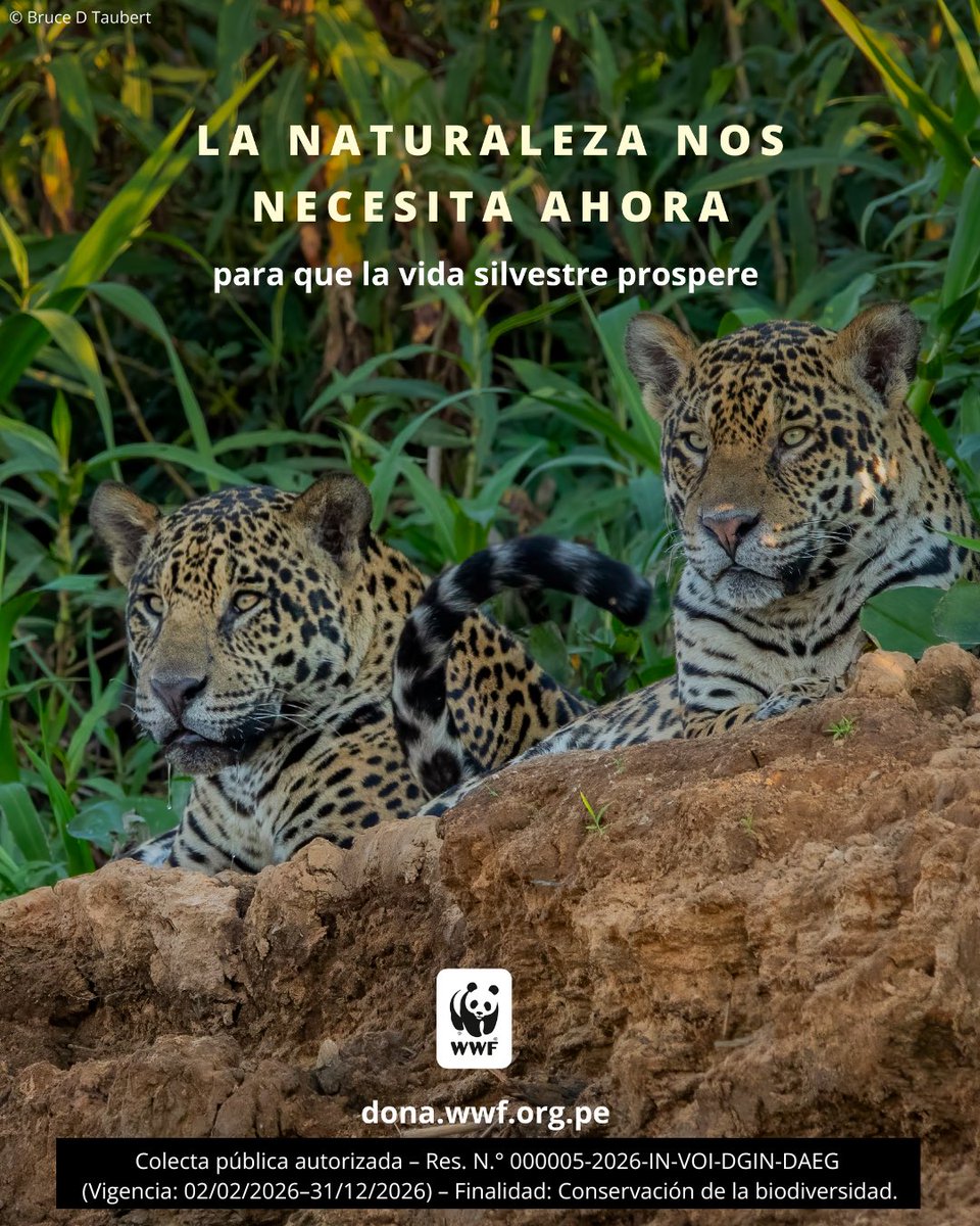 WWF Perú tweet media