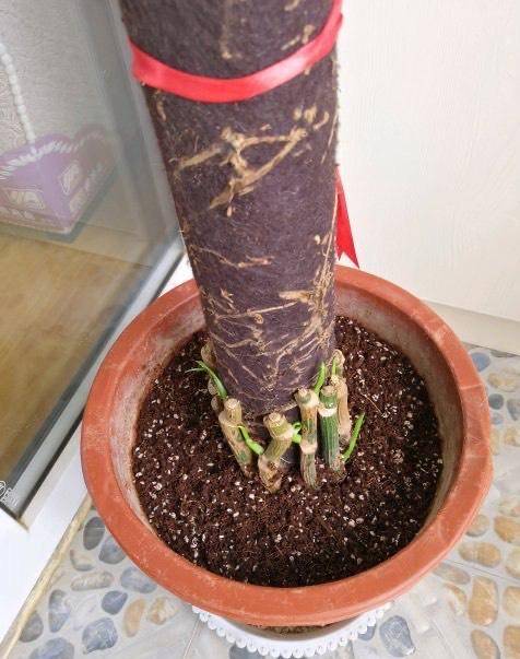 Fidencio tweet media