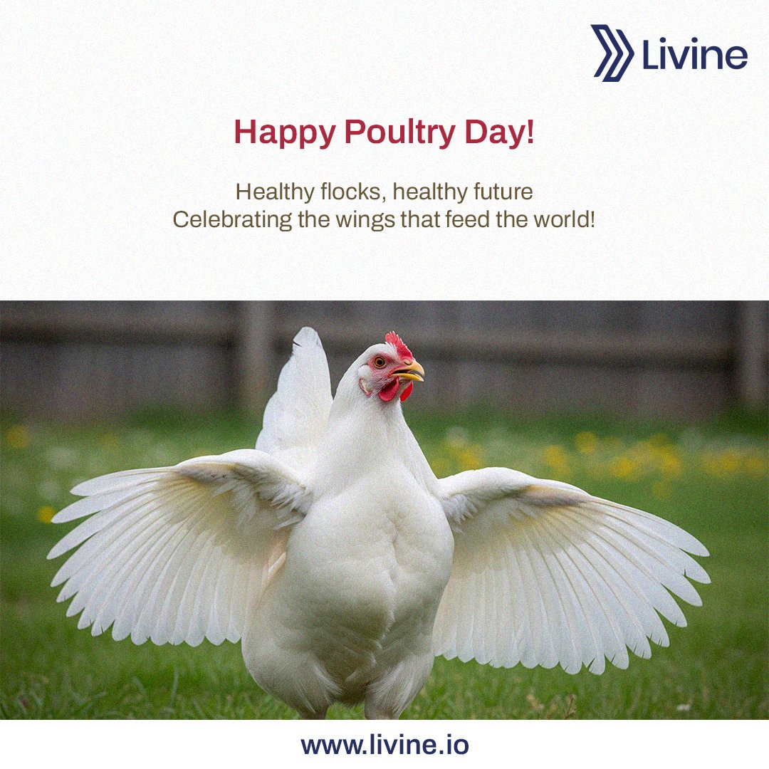 LivineSoftware's tweet photo. Happy Poultry Day! 

We believe healthy flocks mean a healthier future. 

Today we celebrate the wings that feed the world — and the farmers who make it possible. 

#Livine #Poultry #Poultrysoftware #Poultryday https://t.co/yNwMqnev40