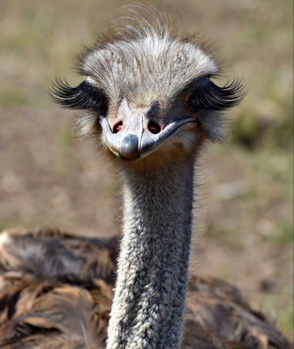 BleedzRWB_Geezer tweet media