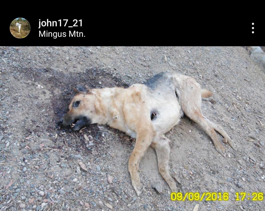 TorchOfGod tweet media