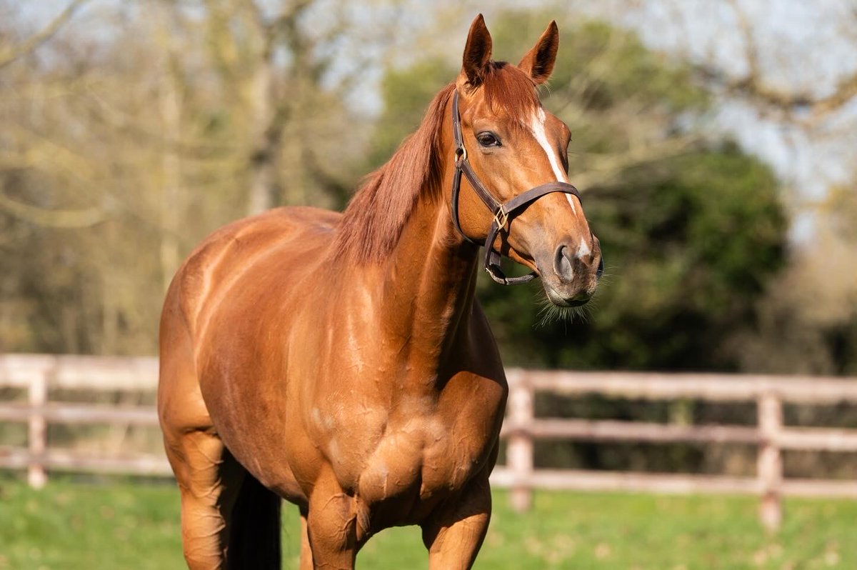 Coolmore tweet media