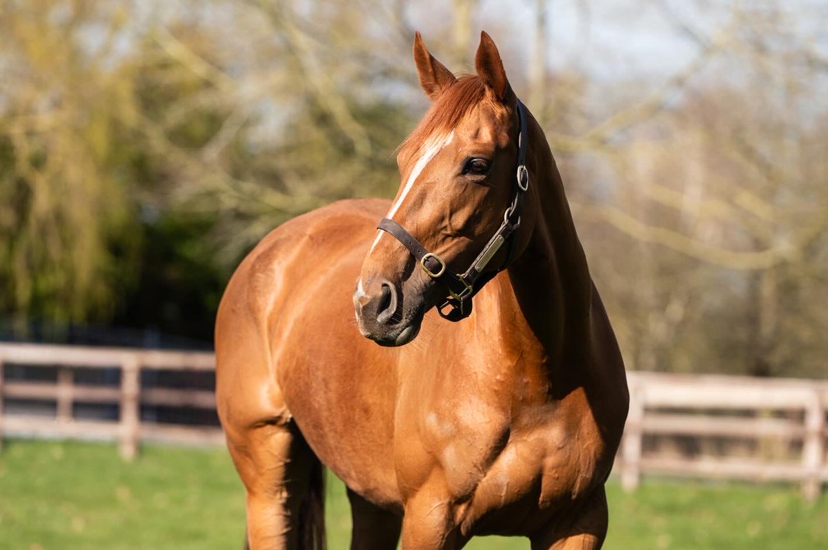 Coolmore tweet media