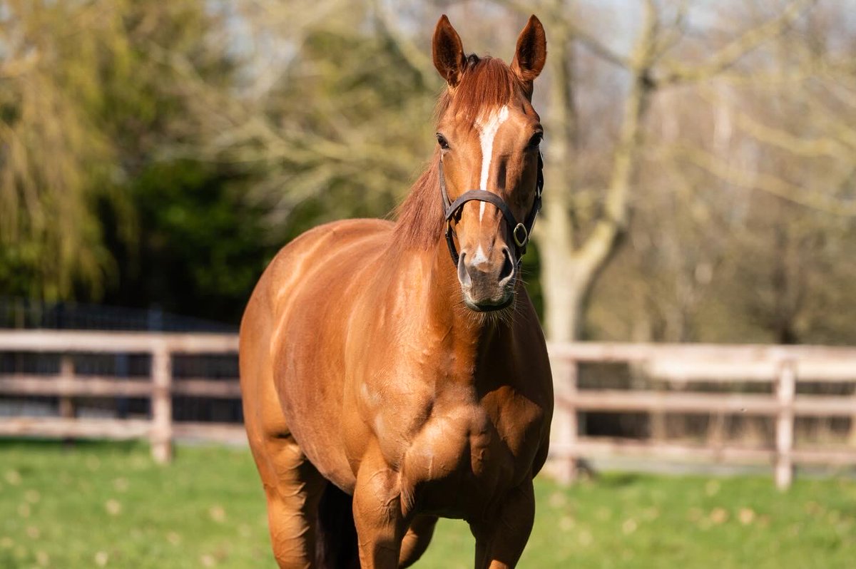 Coolmore tweet media