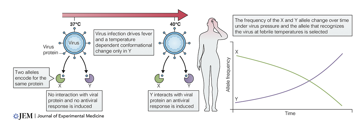 Journal of Experimental Medicine tweet media