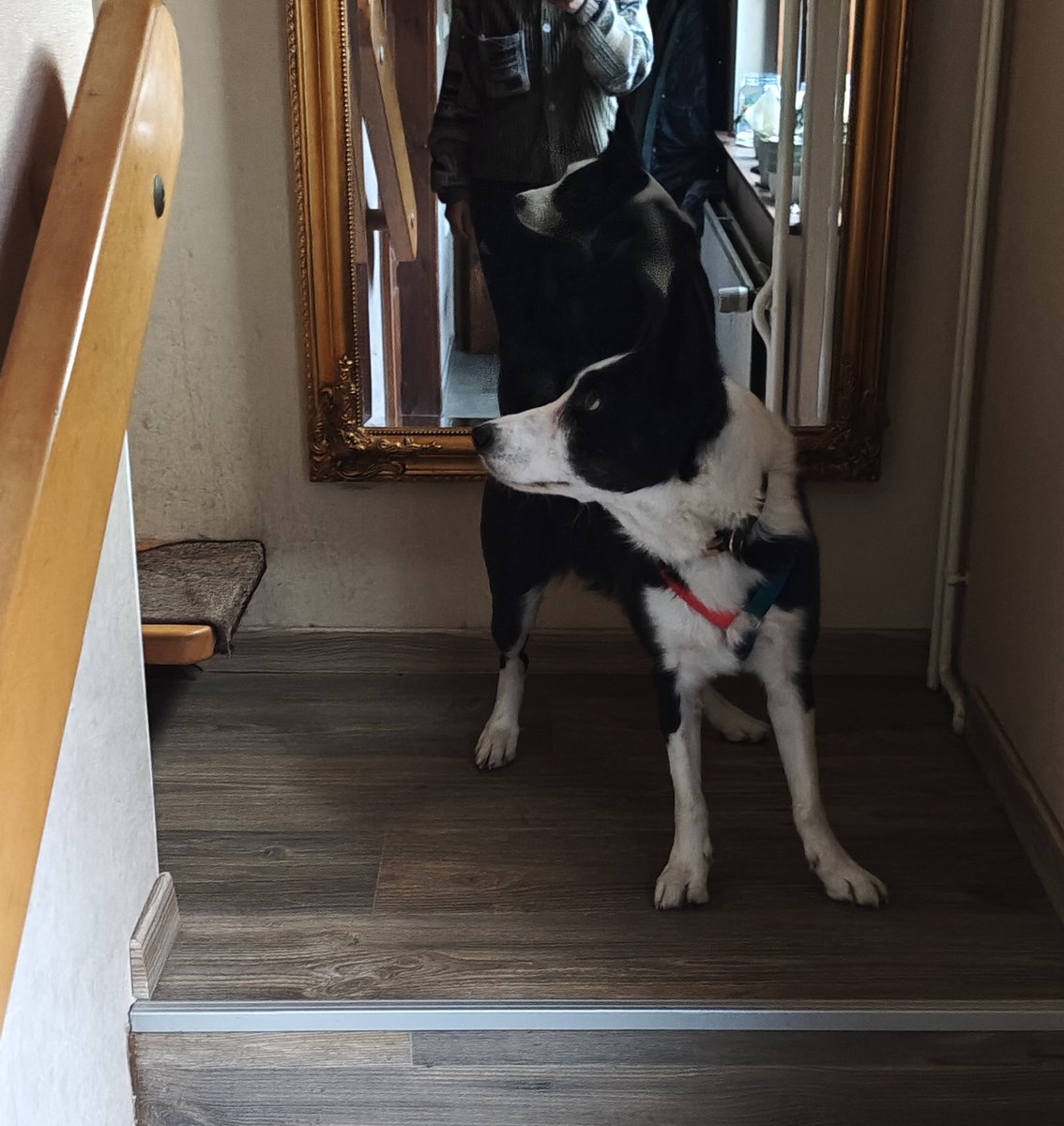 Loki und Alice tweet media