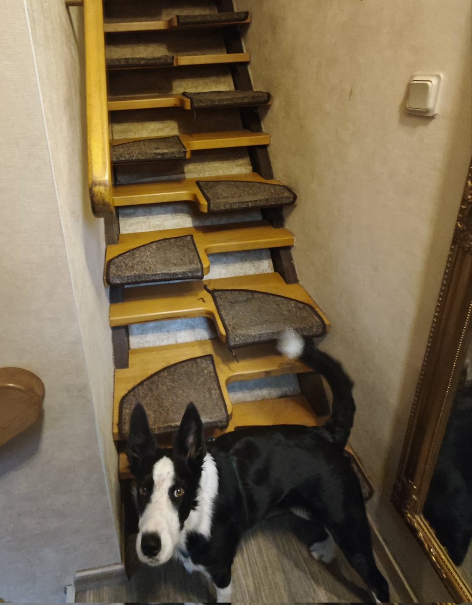 Loki und Alice tweet media