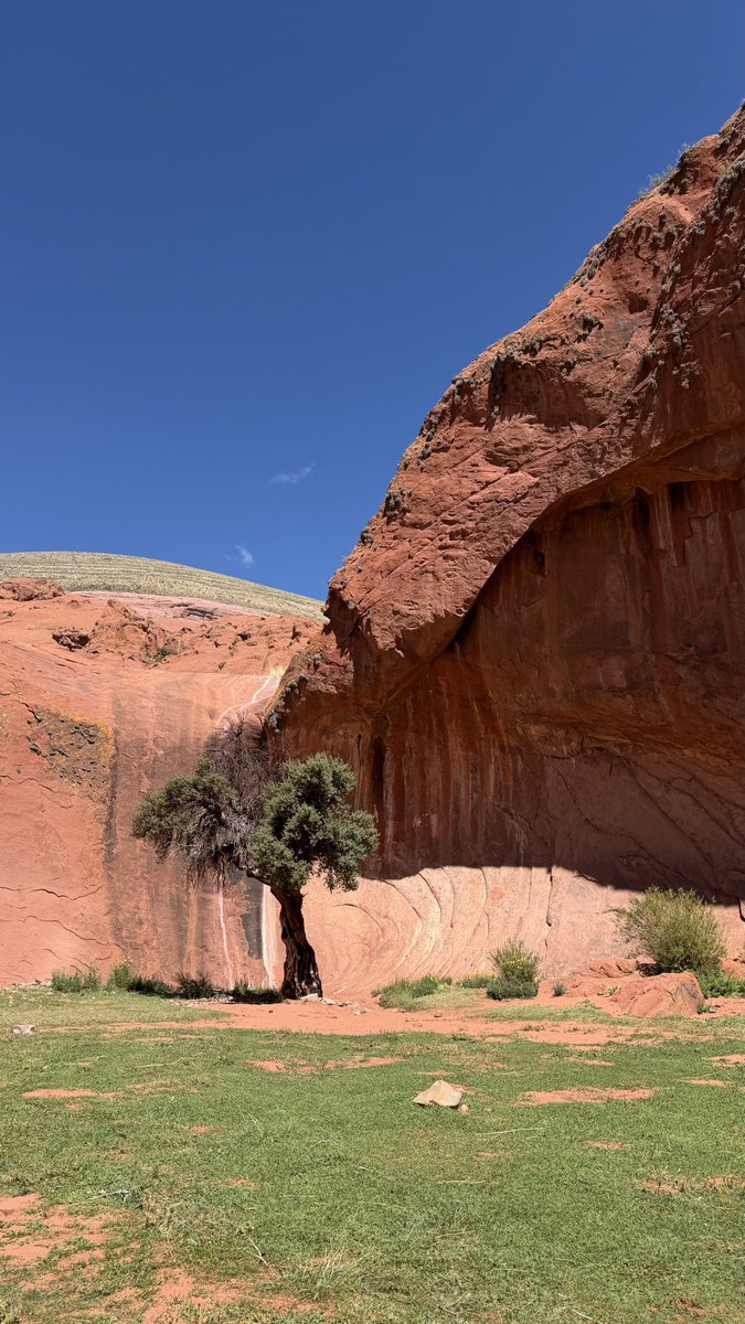 принцесса сиеста tweet media