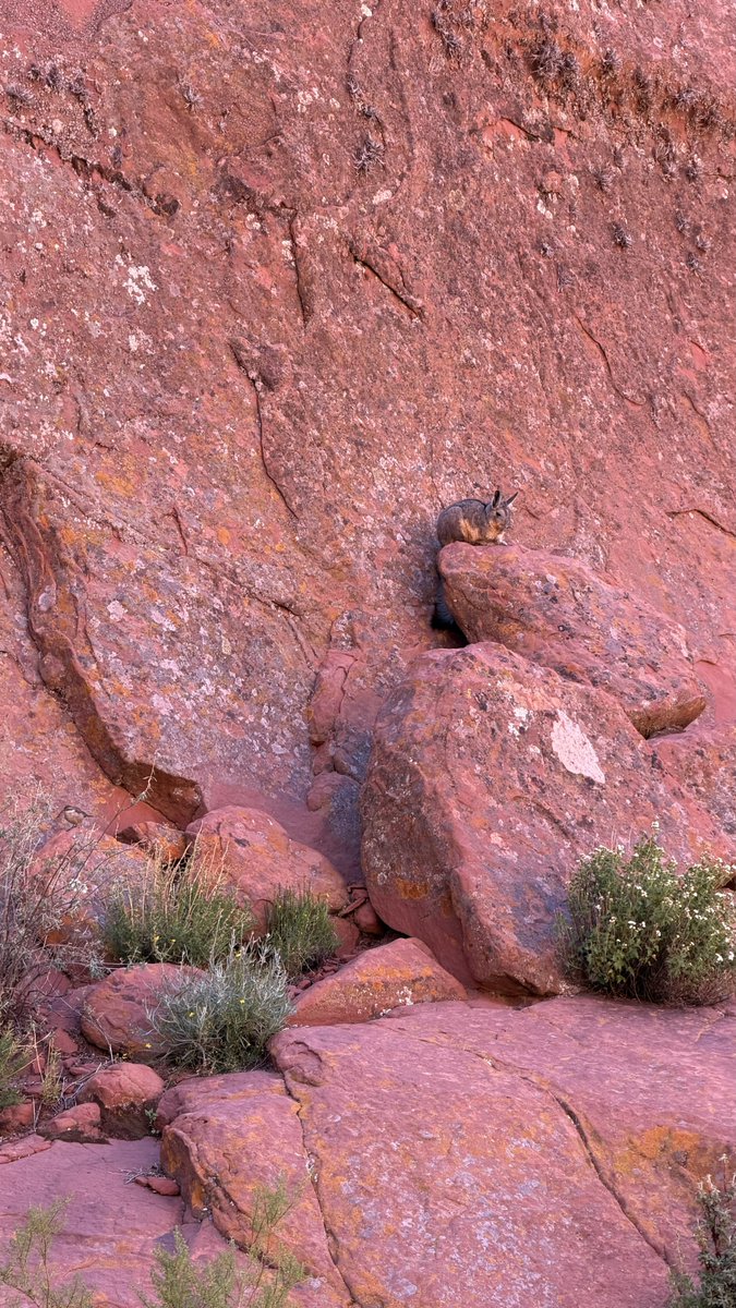 принцесса сиеста tweet media