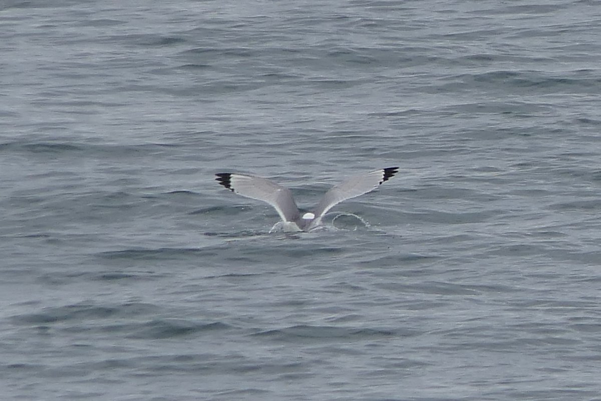 𝓡𝓮𝓿𝓭 𝓓𝓪𝓿𝓲𝓭 𝓐𝓽𝓴𝓲𝓷𝓼𝓸𝓷 tweet media