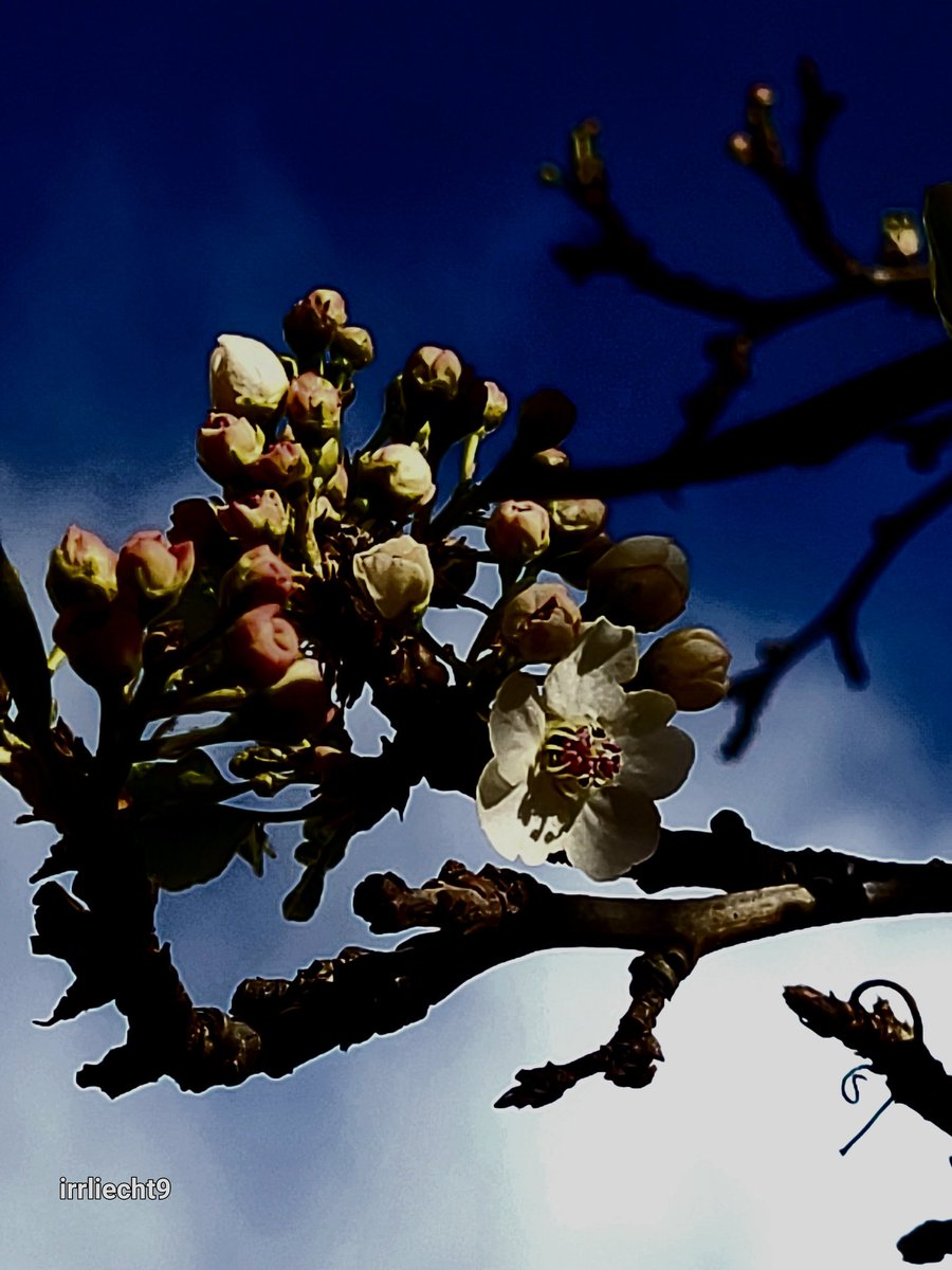 NitramSu tweet media